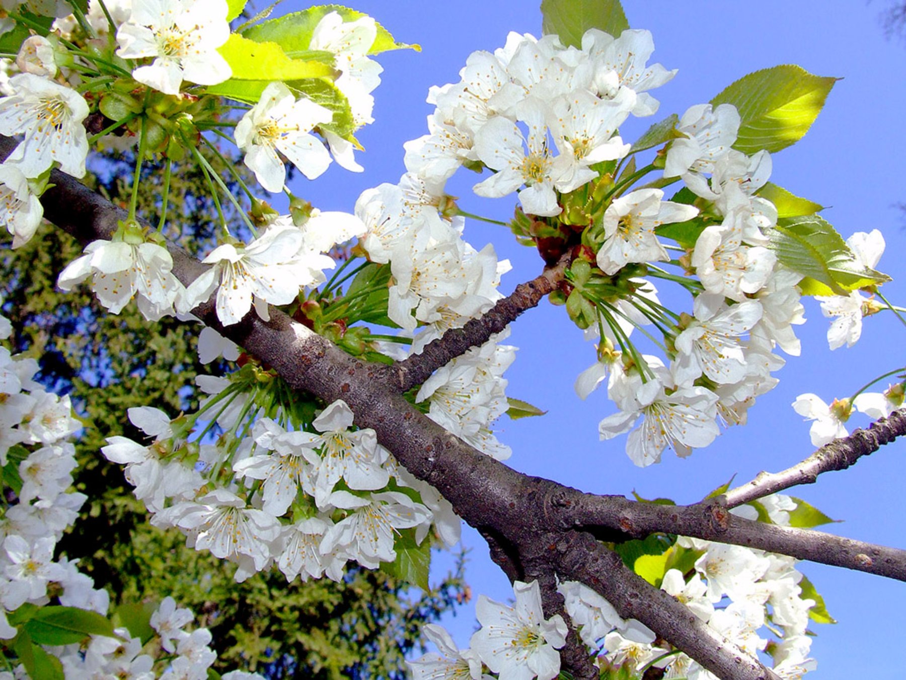 Background-Image